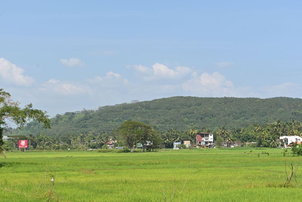 scenic-view-of-a-paddy-field-in-horana Image