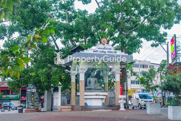 kottawa-bodhi-tree Image