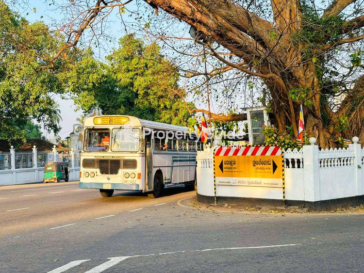 maharagama-bodhi-tree Image