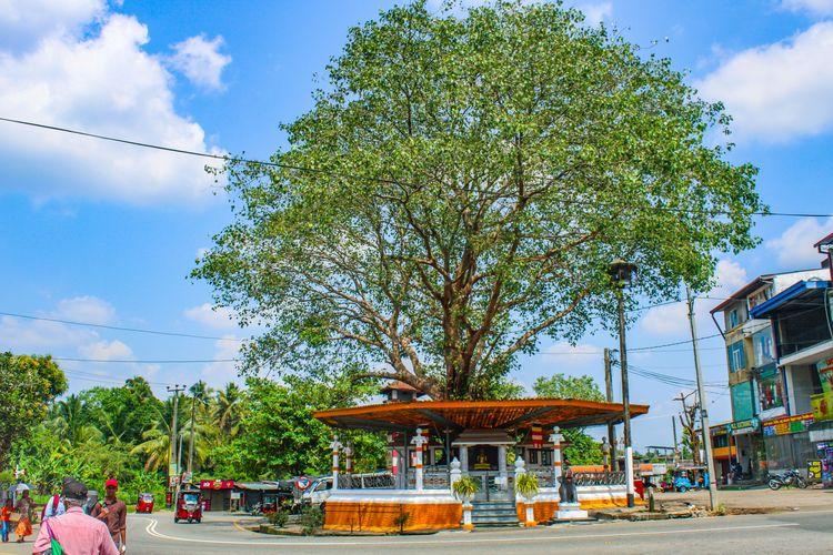 padukka-sacred-bo-tree ඡායාරූපය