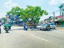 horana-bo-tree Horana