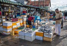 negombo-fish-market Negombo
