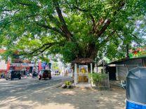 pannipitiya-bodhi-tree පන්නිපිටිය
