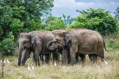 wasgamuwa-national-park மாத்தளை